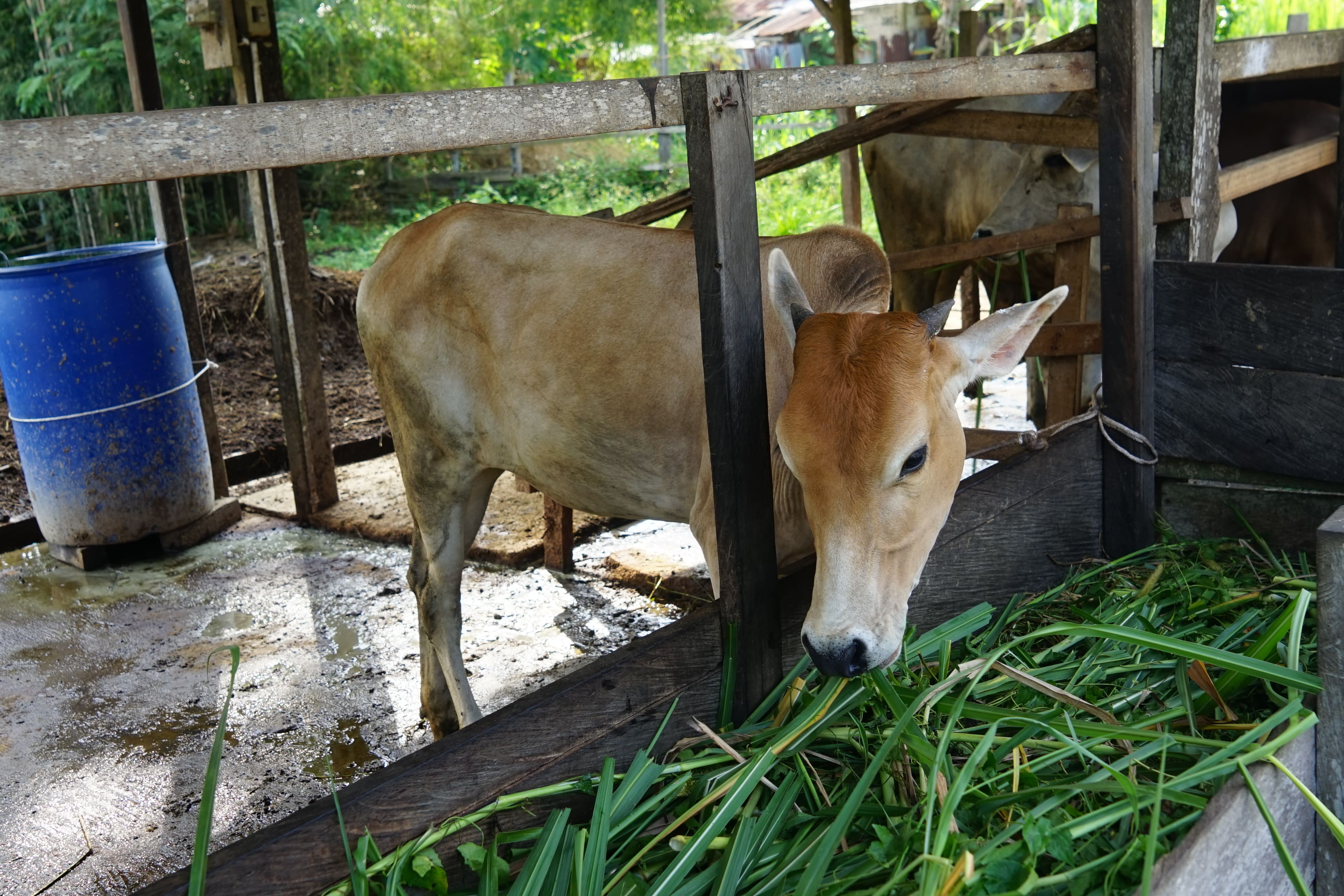 [ganti nama sapi]